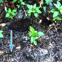 Green Thumbs: Growing Bell Peppers