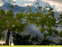 Wine Review: Fox Run Vineyards