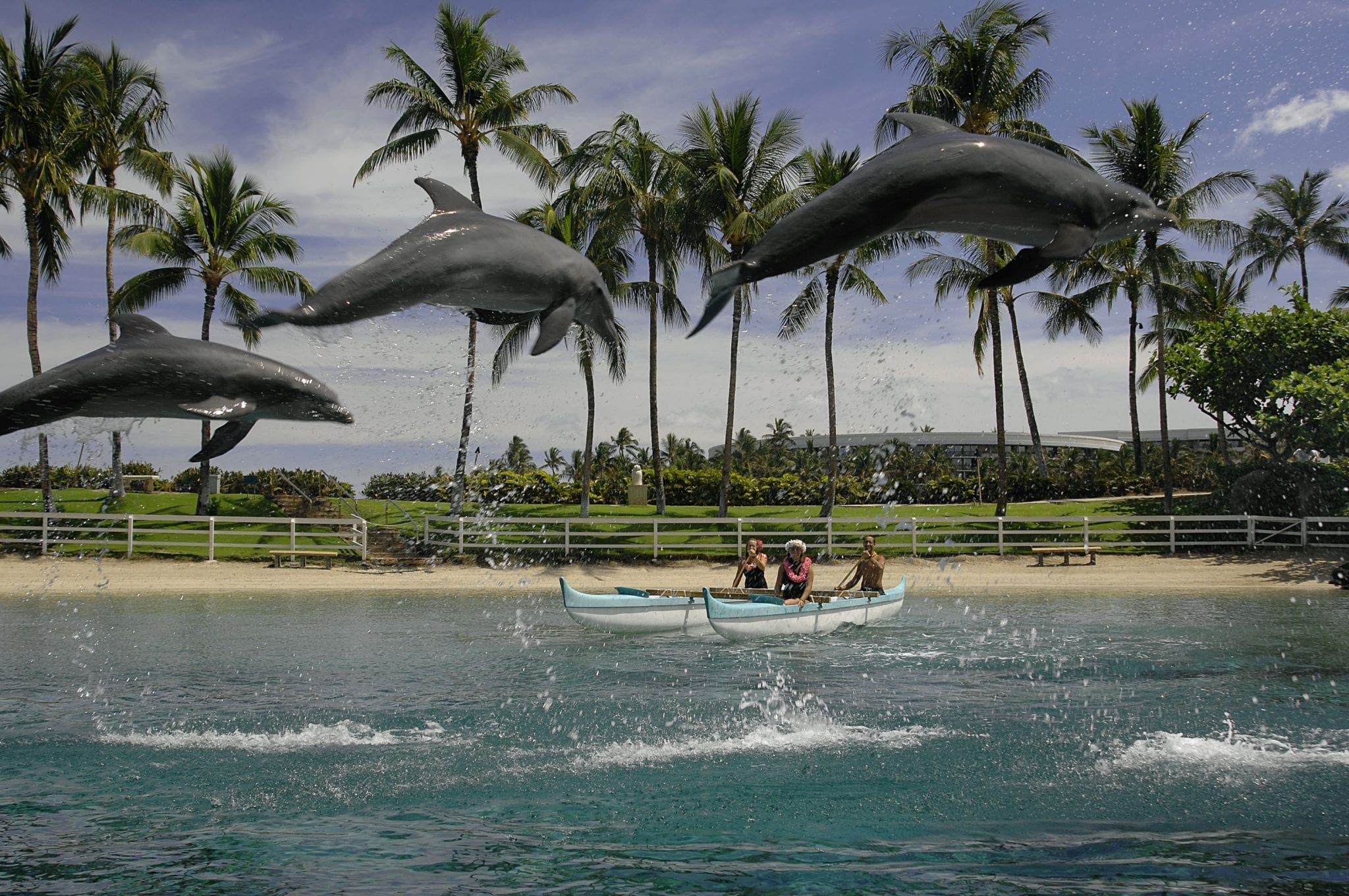 Hilton Waikoloa Village Dolphin Quest Jump