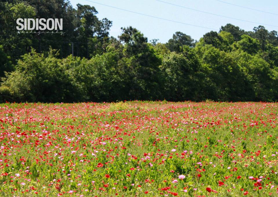 poppies