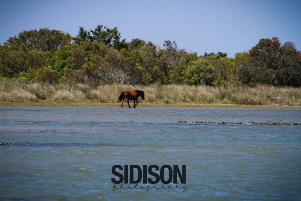 shackleford