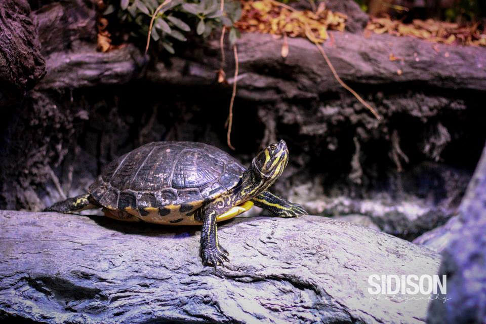 turtle