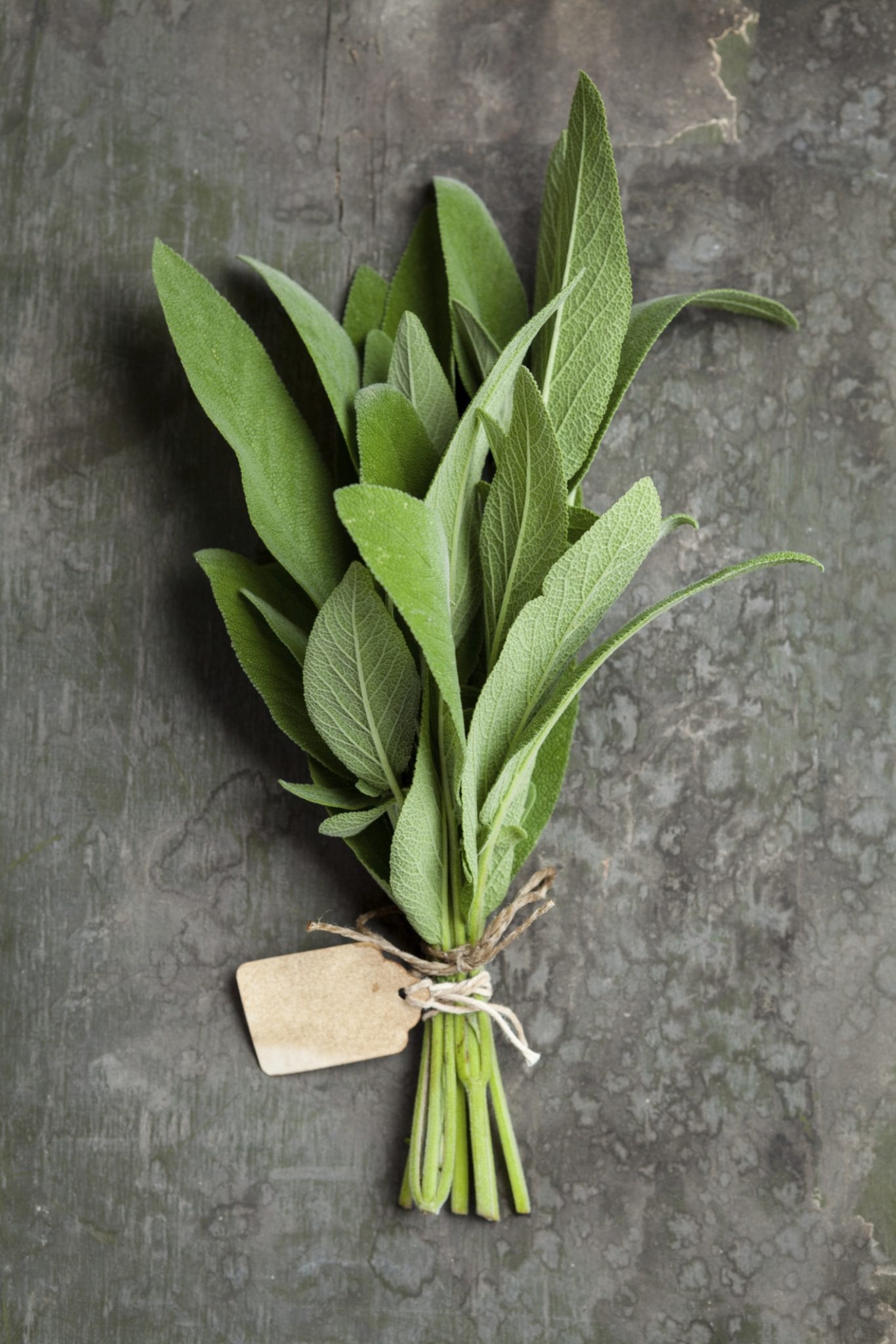 Sage
