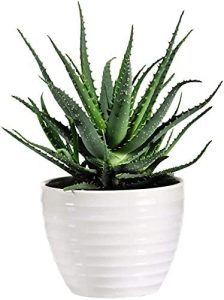 Aloe vera plant