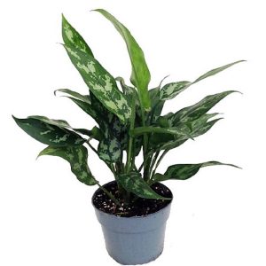 Aglaonema in pot