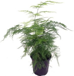 Asparagus fern