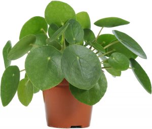 Chinese Money Plant