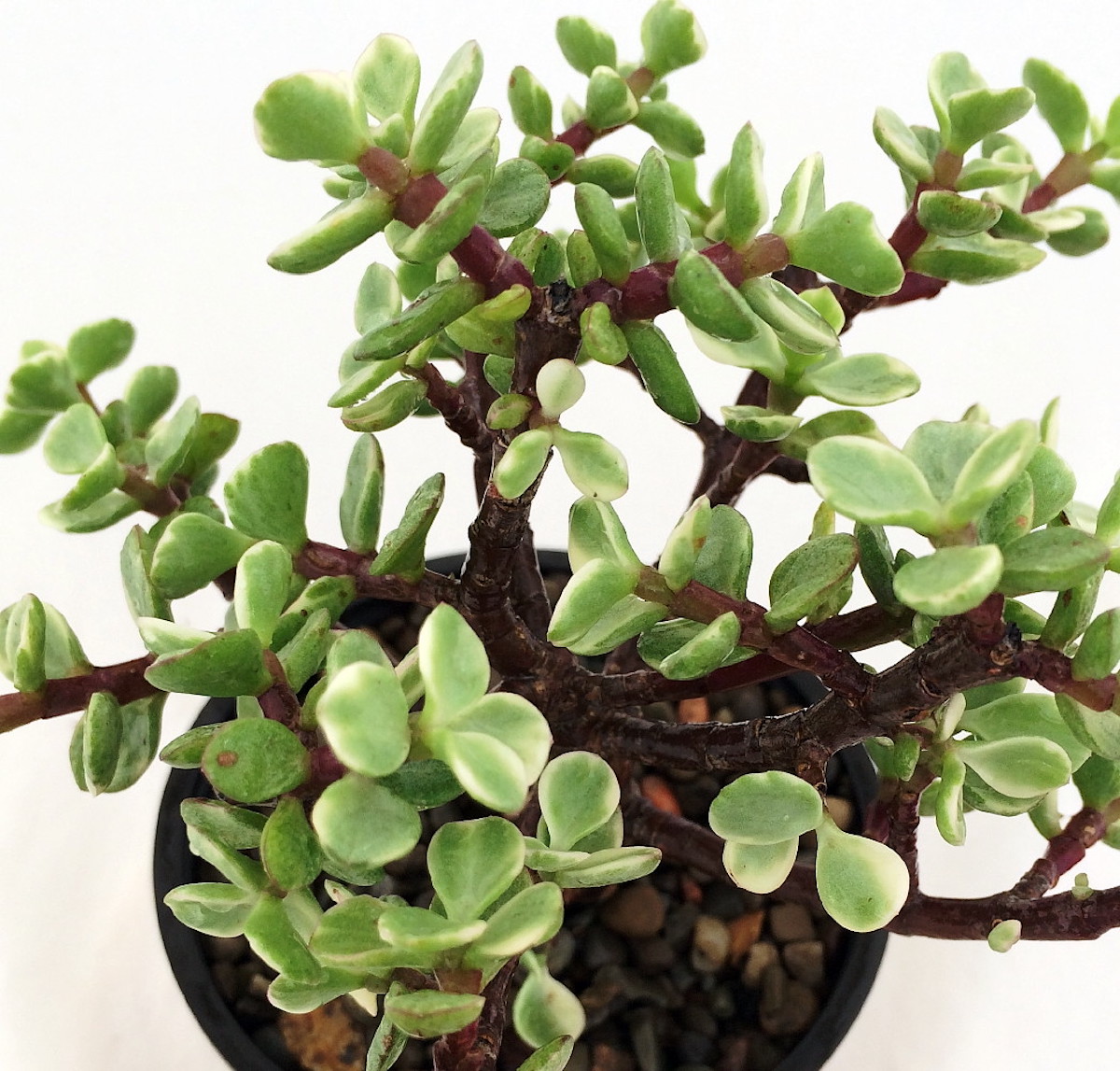 Jade plant in pot