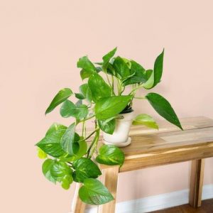 Pothos plant in pothos