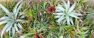 Air plants