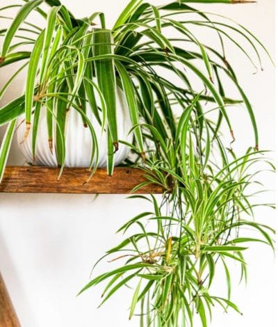 Indoor spider plant
