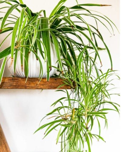Indoor spider plant