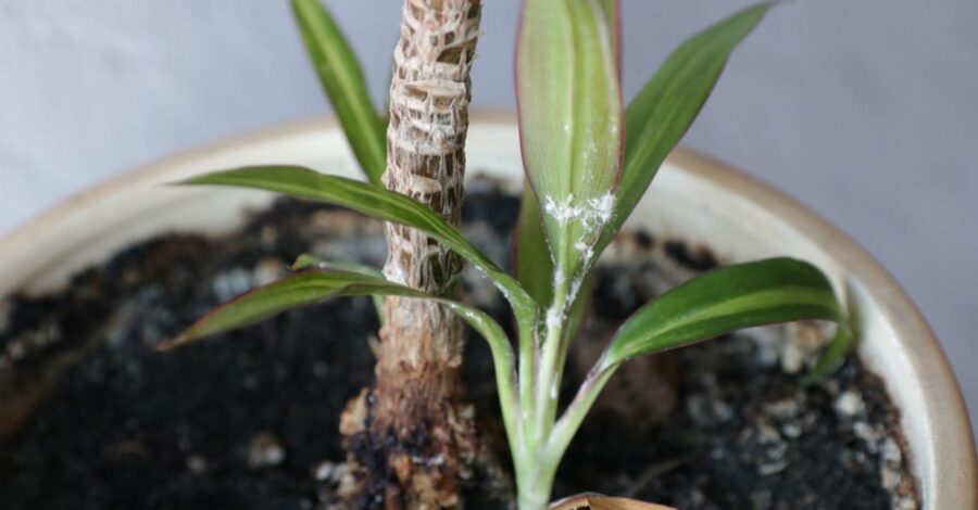 Pseudococcidae at Dracaena leaves in flower pot. Long-tailed mealybug, Pseudococcus longispinus (Hemiptera: Pseudococcidae) is the dangerous pest of different plants